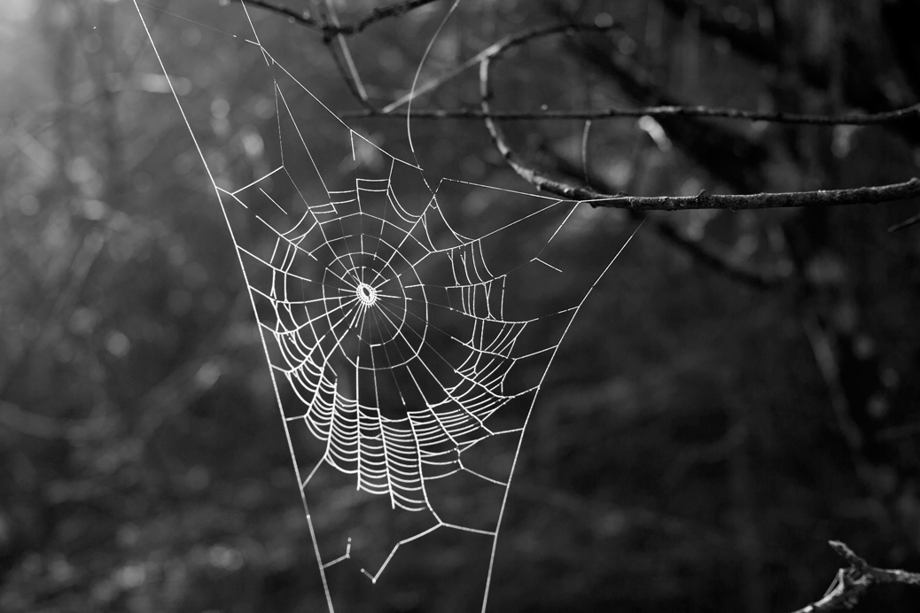 experiment_spiderweb2