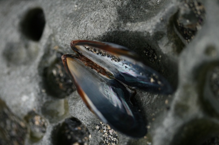 botanical beach, juan de fuca provincial park, port renfrew, british columbia, canada