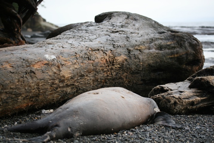 botanical beach, juan de fuca provincial park, port renfrew, british columbia, canada