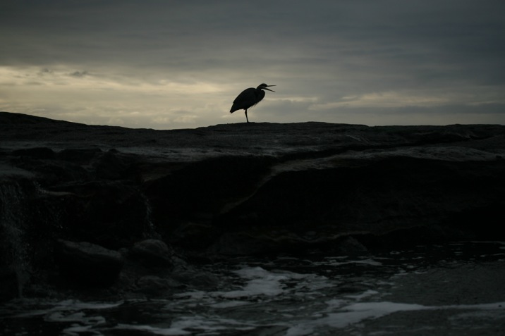 botanical beach, juan de fuca provincial park, port renfrew, british columbia, canada