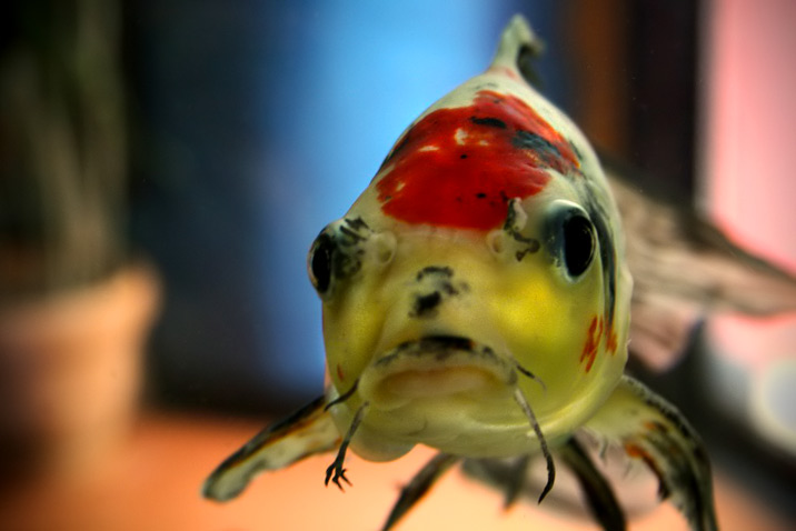 fish0r.jpg