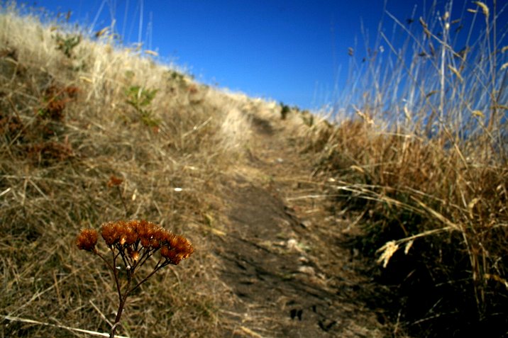 hornby island, labour day, 2006