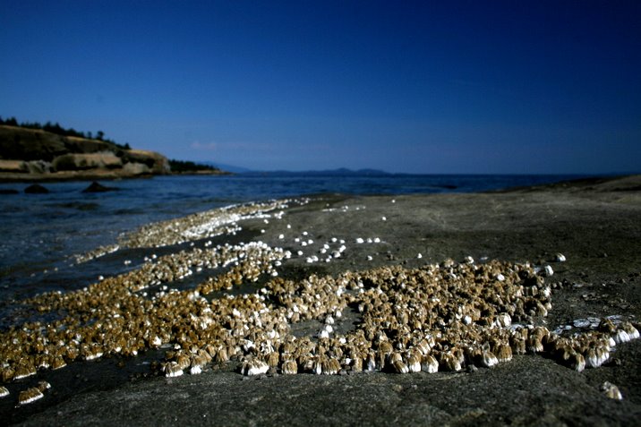 hornby island, labour day, 2006