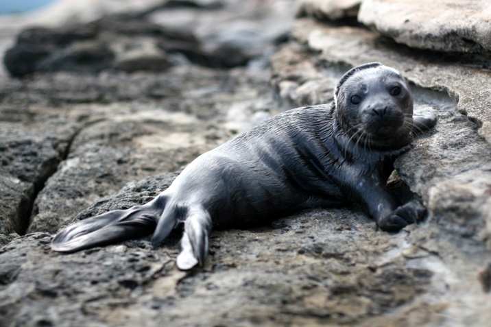 Hornby Island trip