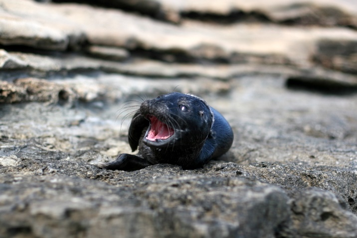 Hornby Island trip