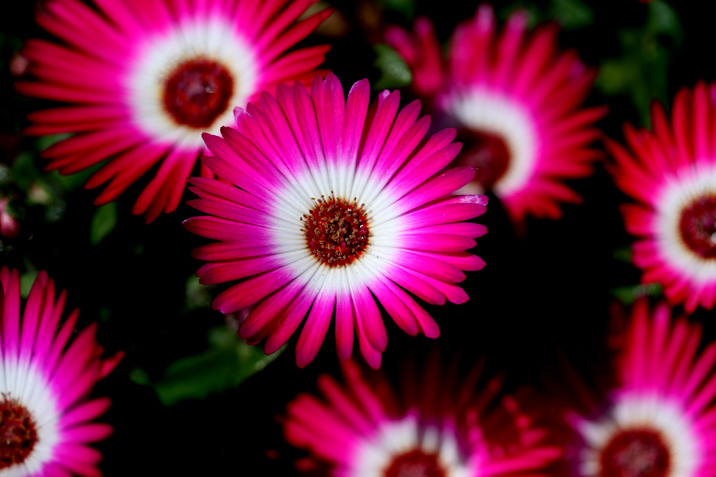 magenta.jpg