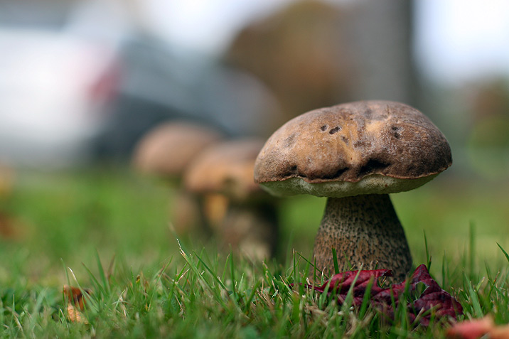 A mushroom Davin found on Musgrave Street, Oak Bay, Victoria
