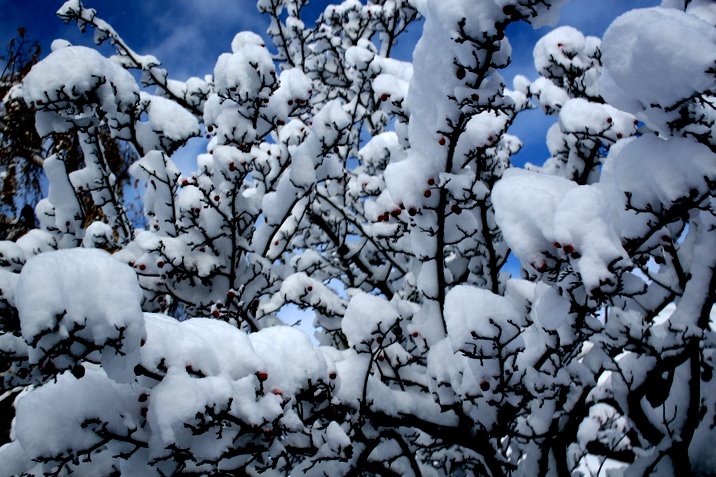 victoria in november snow