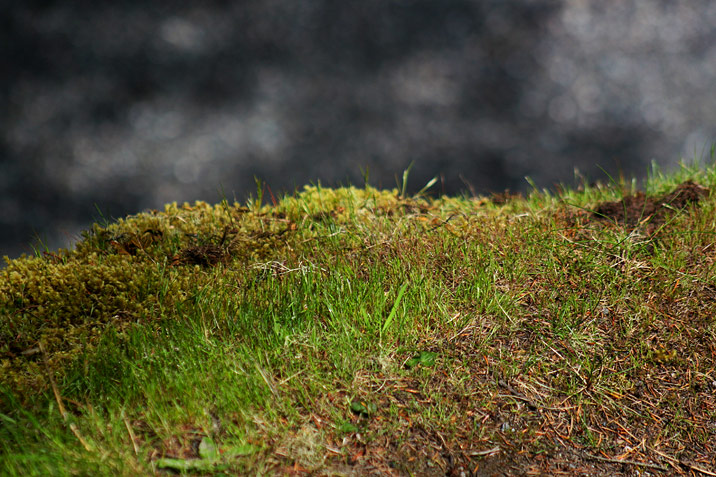 photogroffee_pebblegrass.jpg