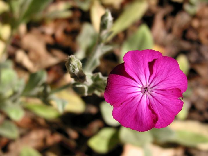 pinkflower_large.jpg