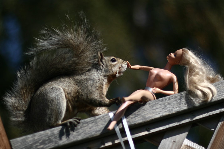 squirrel barbie