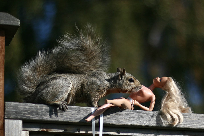 squirrel barbie