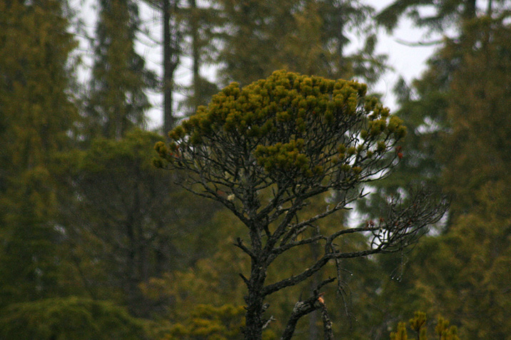 tofino trip winter 2007