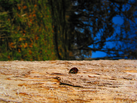 tree_LaDyBuG.jpg