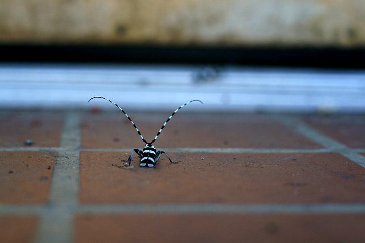 zebra_bug.jpg